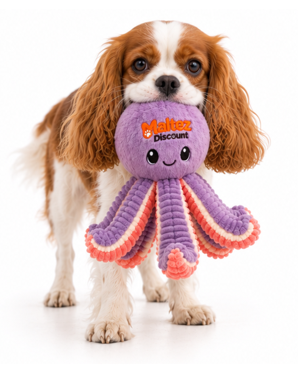Cavalier King Charles spaniel carrying the plush octopus