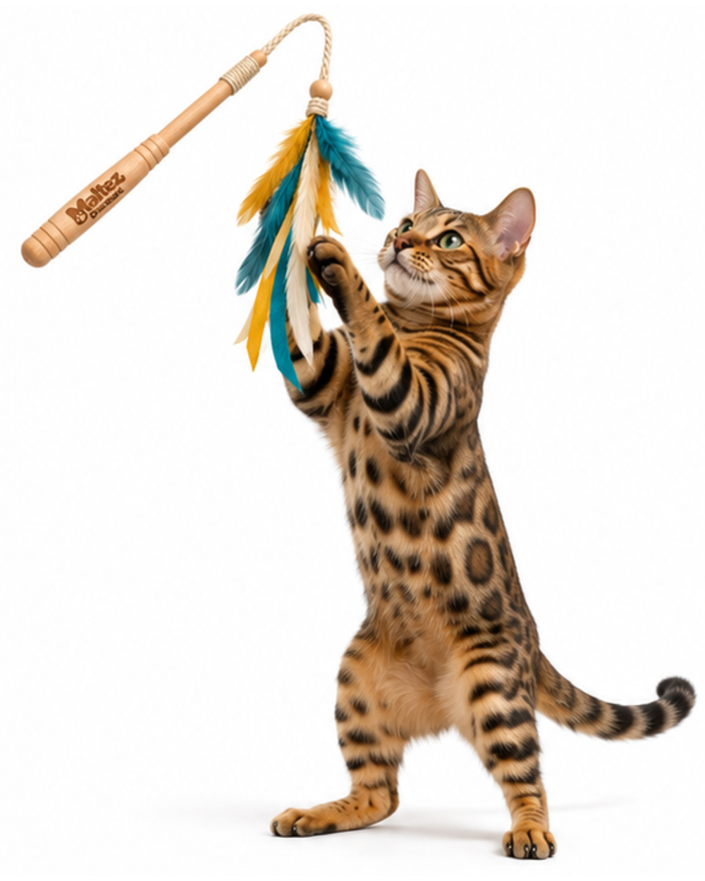 Spotted cat standing on its back legs to catch the teaser wand feathers